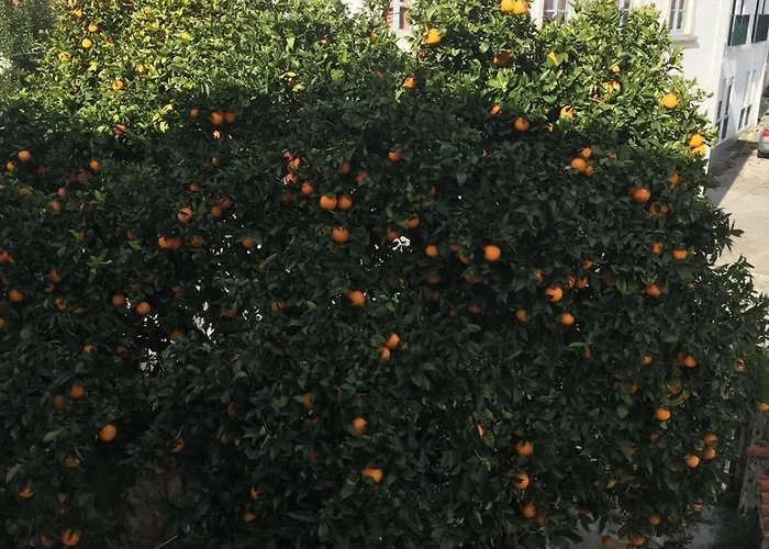 Orange Tree House, Silver Coast, Alcobaca, Nazare Alpedriz